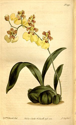 Oncidium bifolium